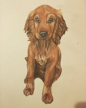 Load image into Gallery viewer, Personalised Pet Portrait- Coloured Pencil A4