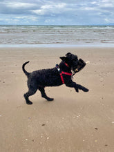 Load image into Gallery viewer, Ronnie the Rhino- Eco Dog Toy