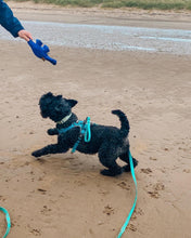 Load image into Gallery viewer, Dino the Dyno Fish - Eco Dog Toy
