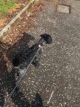 Load image into Gallery viewer, Embroidered Boston Terrier Sweatshirt - Gifts for dog lovers & owners