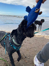 Load image into Gallery viewer, Dino the Dyno Fish - Eco Dog Toy